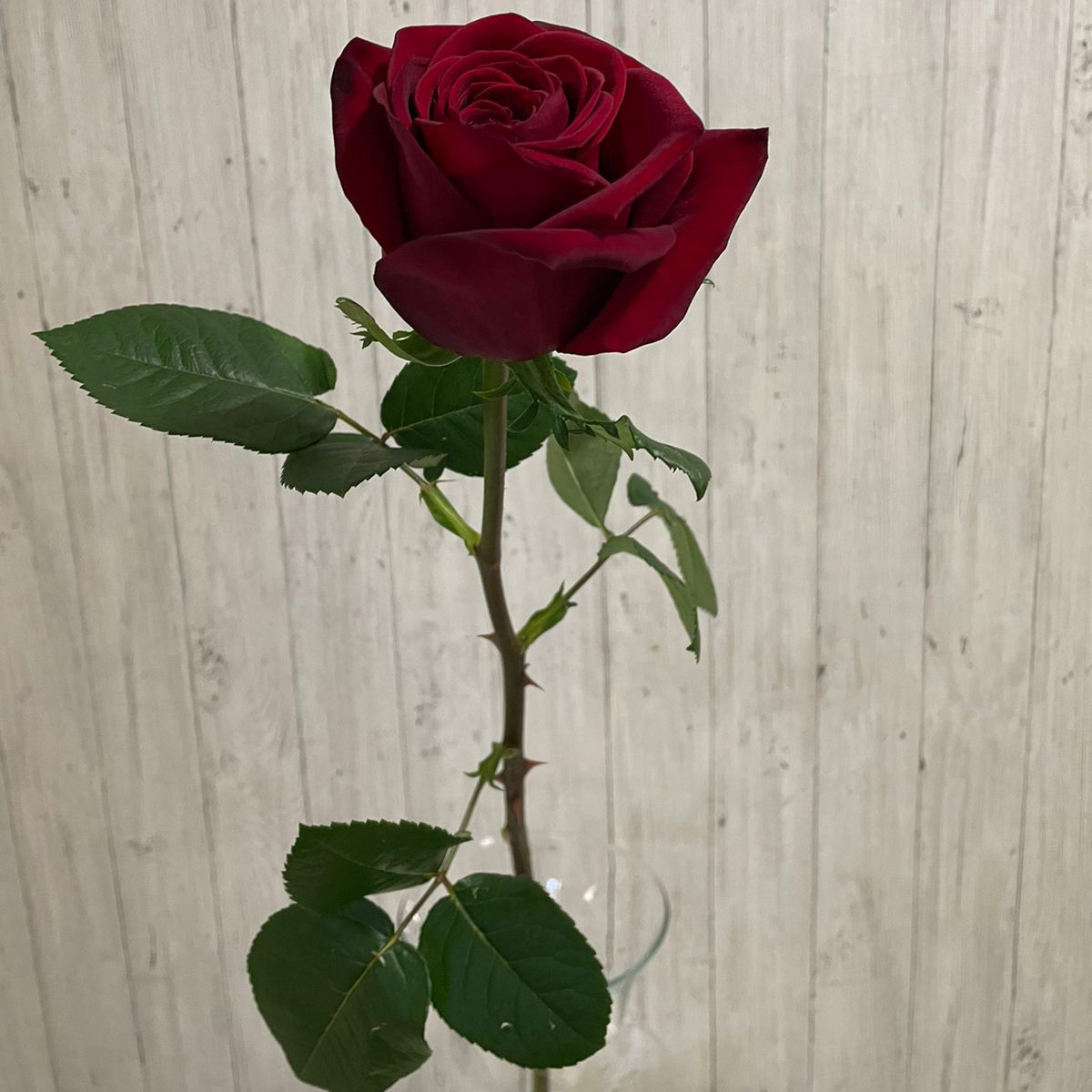Купить розы поштучно в москве. Розы штучно. Розы поштучно Иваново.