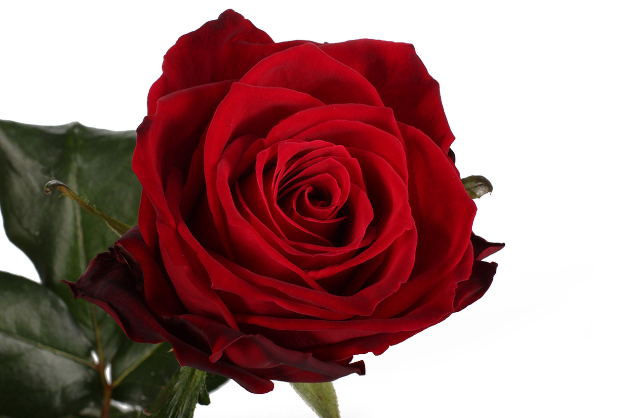 Ред Наоми Red Naomi роза