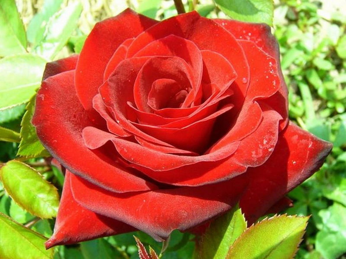 Сорт розы Никколо Паганини