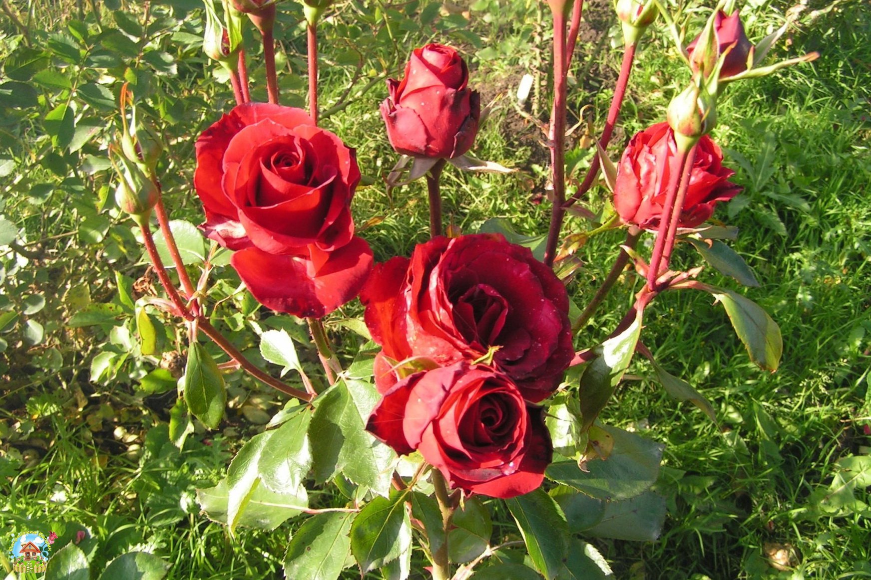 Роза никколо паганини фото и описание