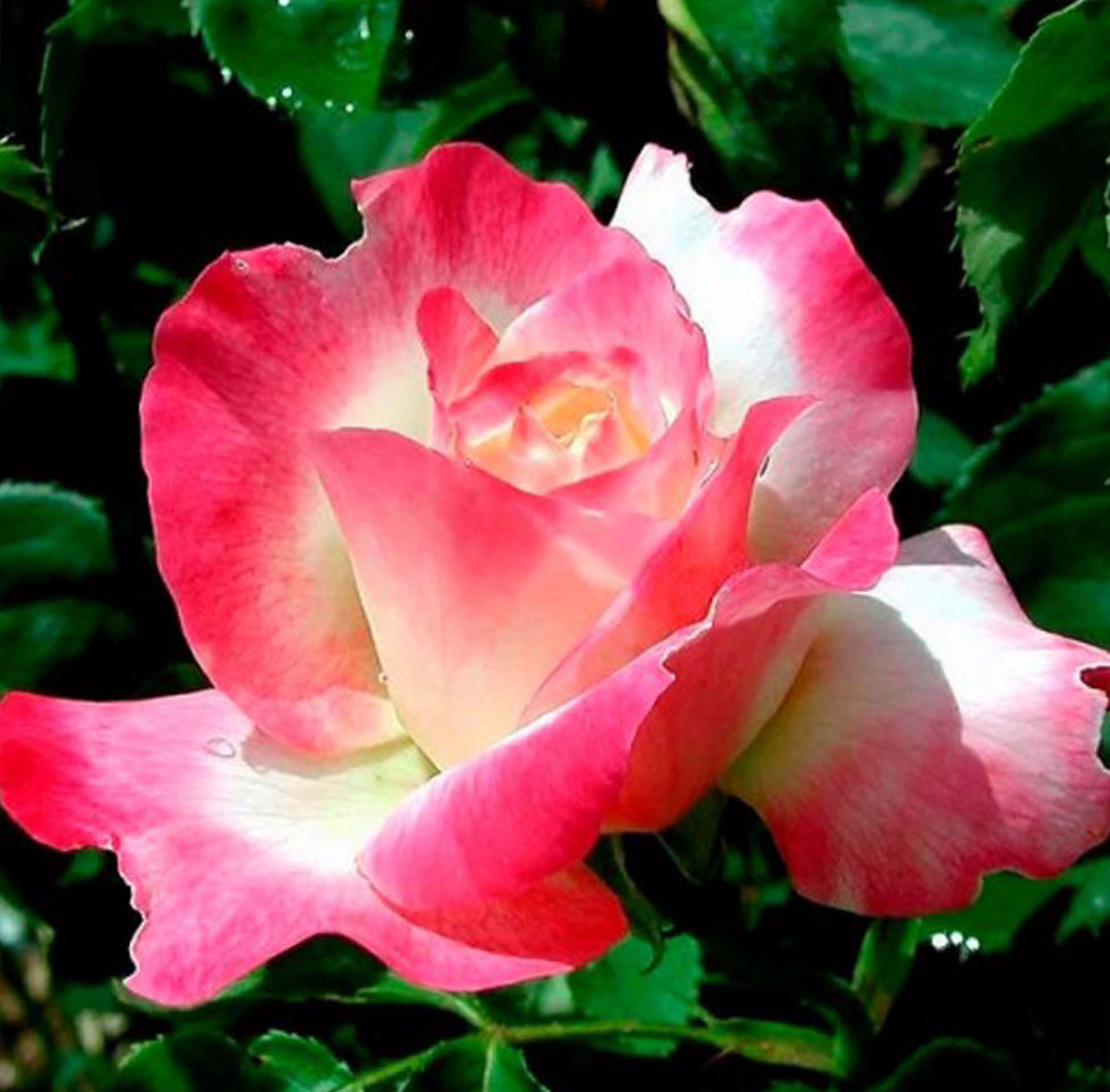 Роза эн Джой (розы Сибири)