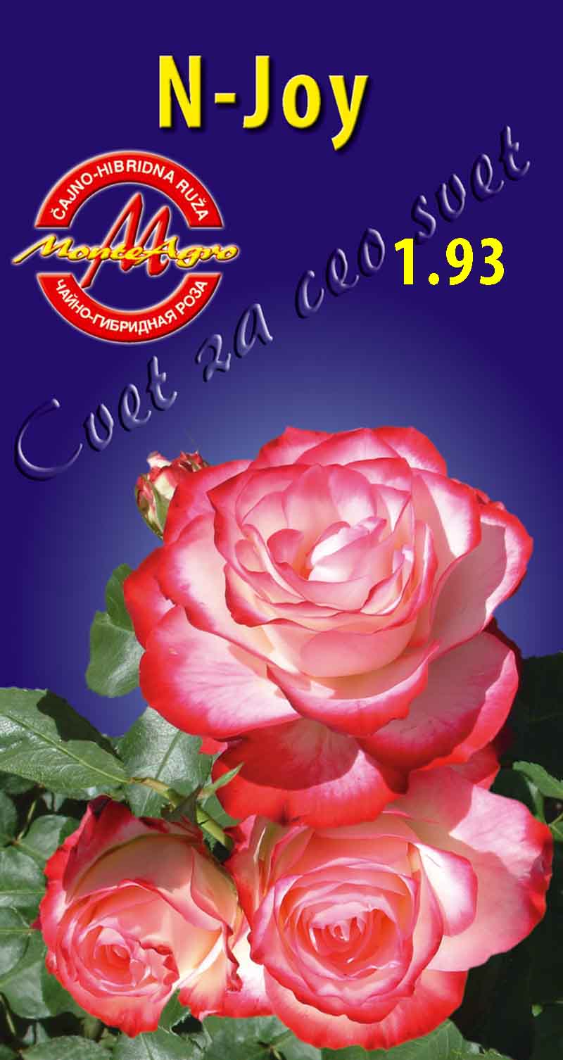 роза малибу эквадор
