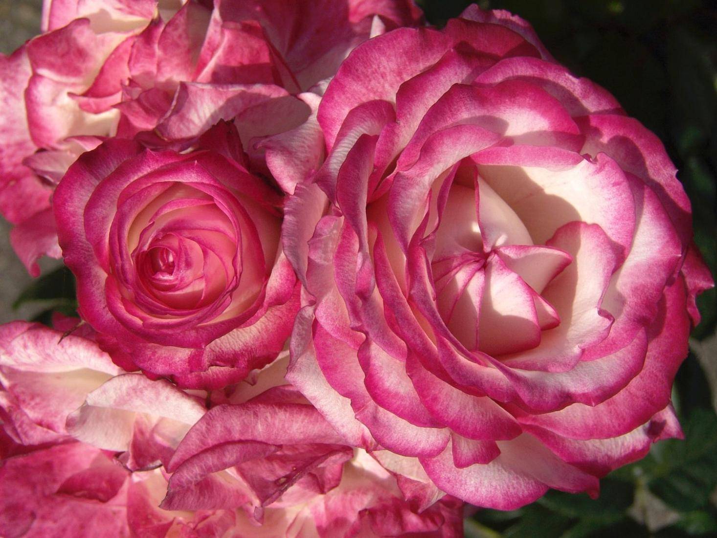 Роза флорибунда (Beetrose)