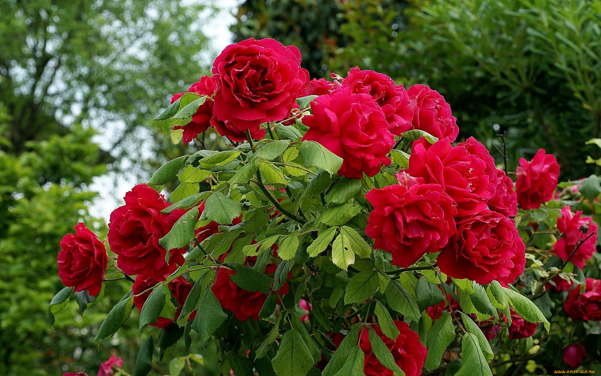 Самые красивые классические сорта красных роз для сада