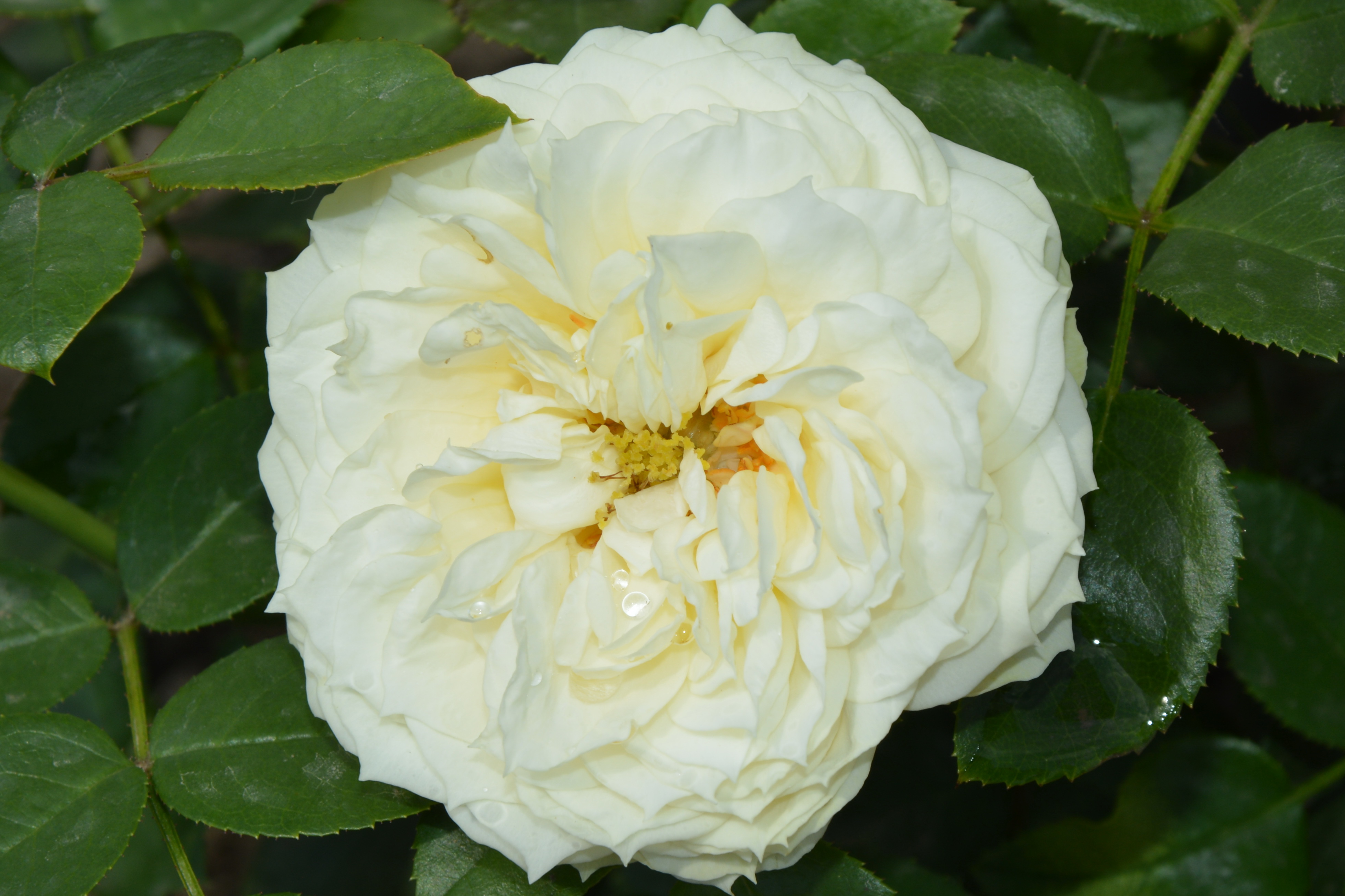 Lemon Rokoko роза