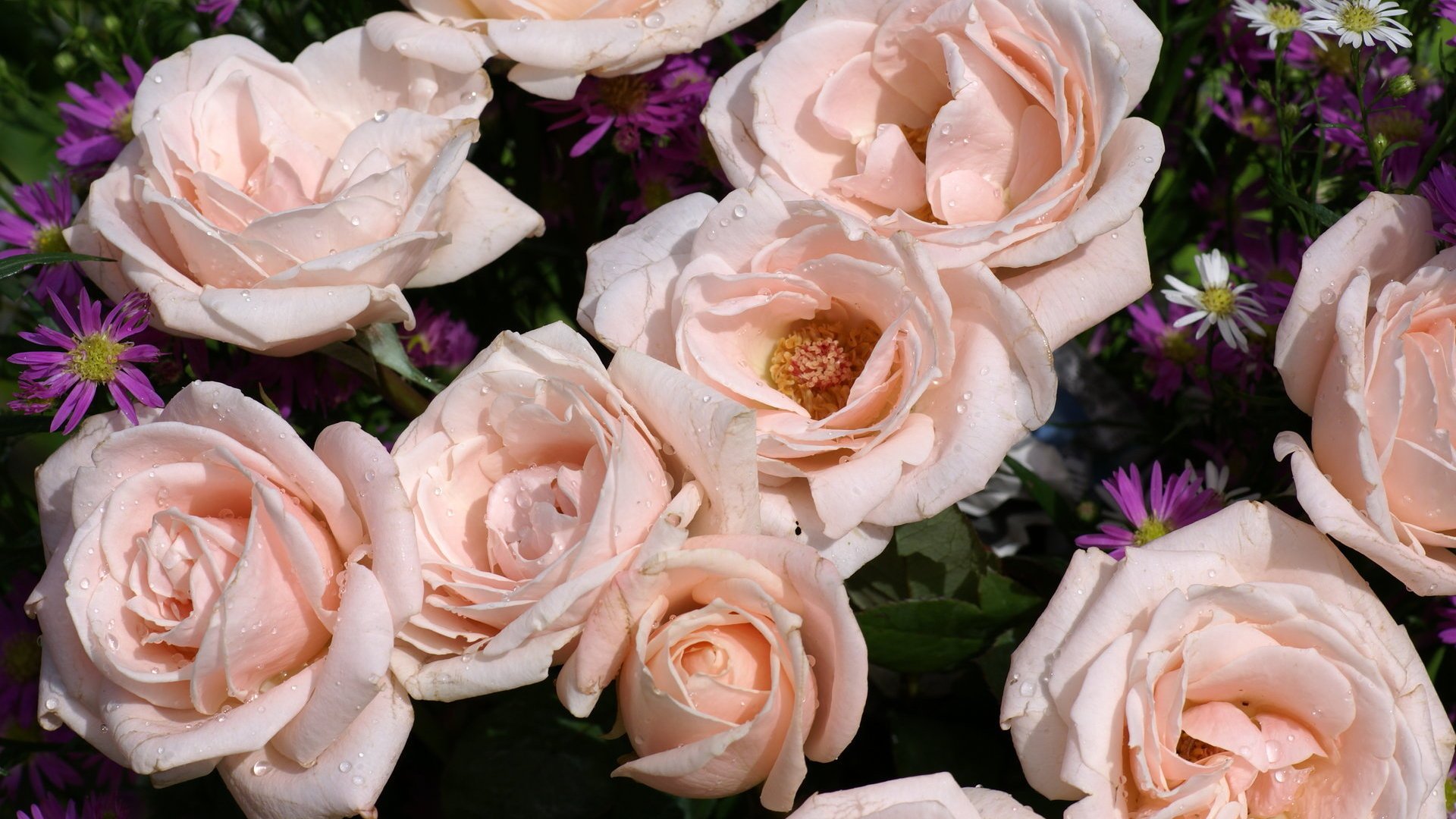 Rose is beautiful