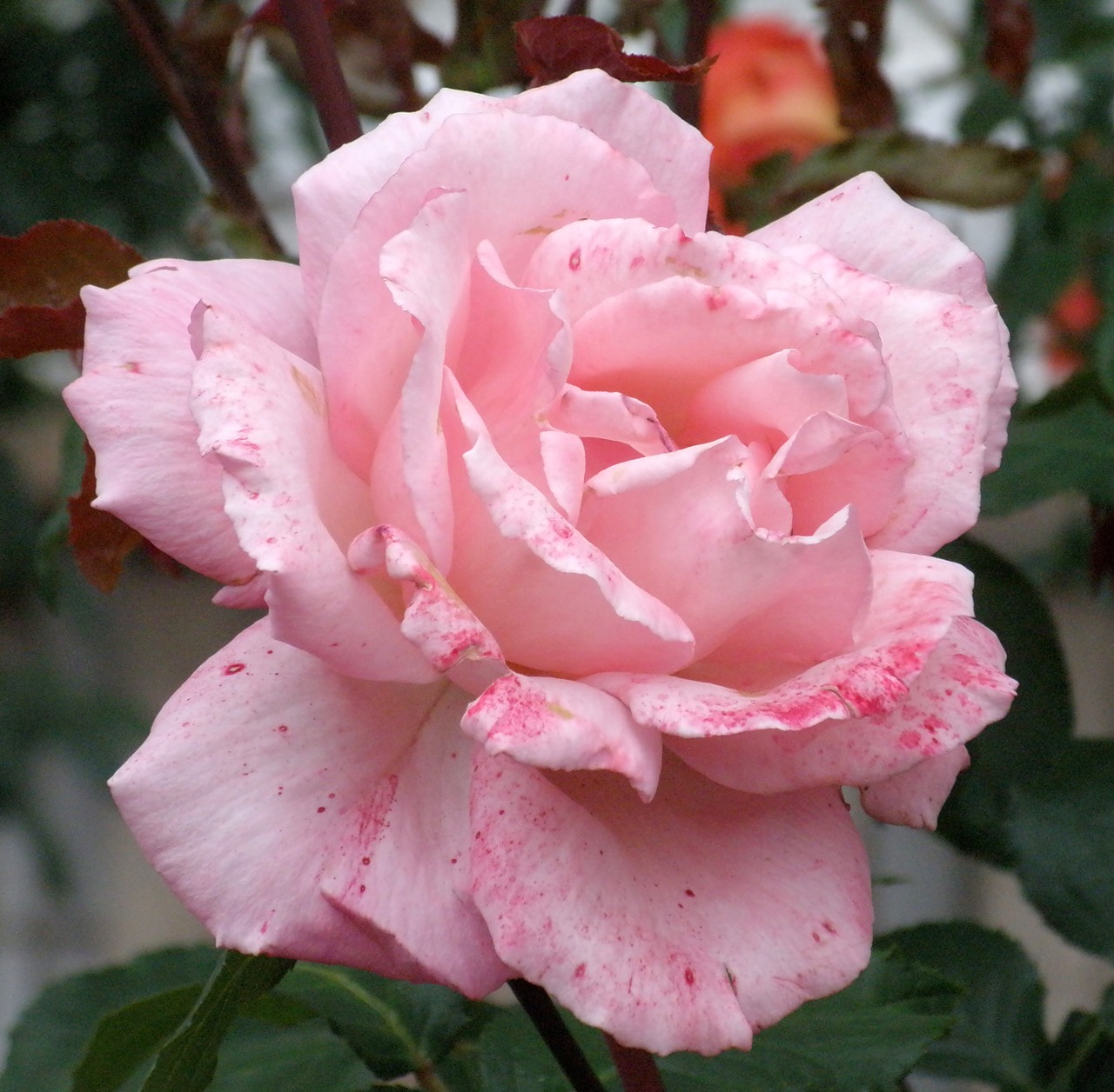 Роза розовая Шалимар