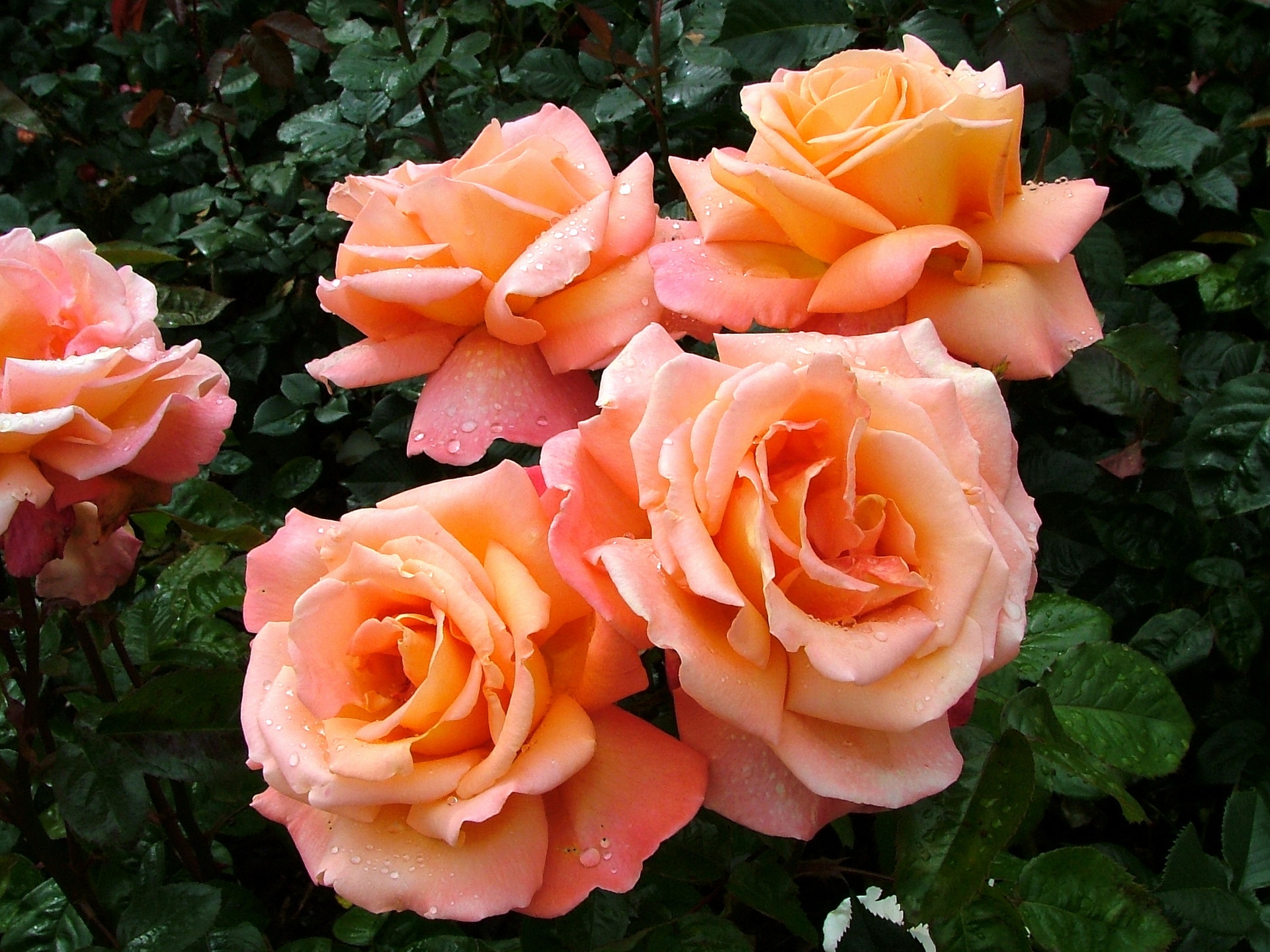 Роза экзотика ( Exotica ) чайно-гибридная роза