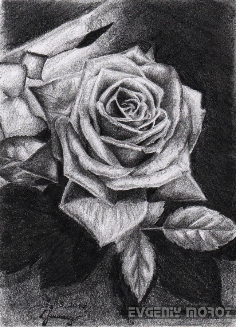 Роза для рисования карандашом