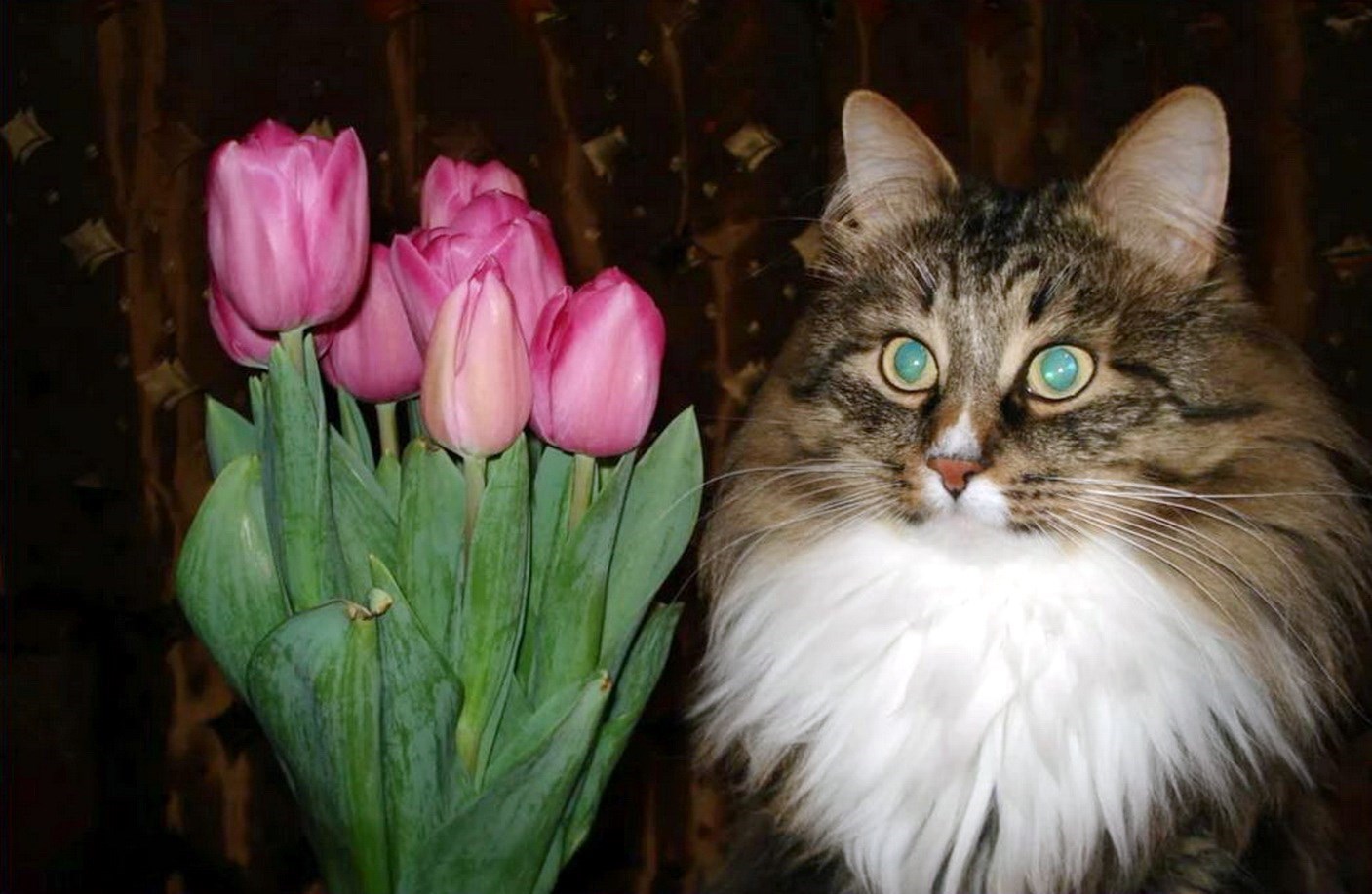Кошка с тюльпанами