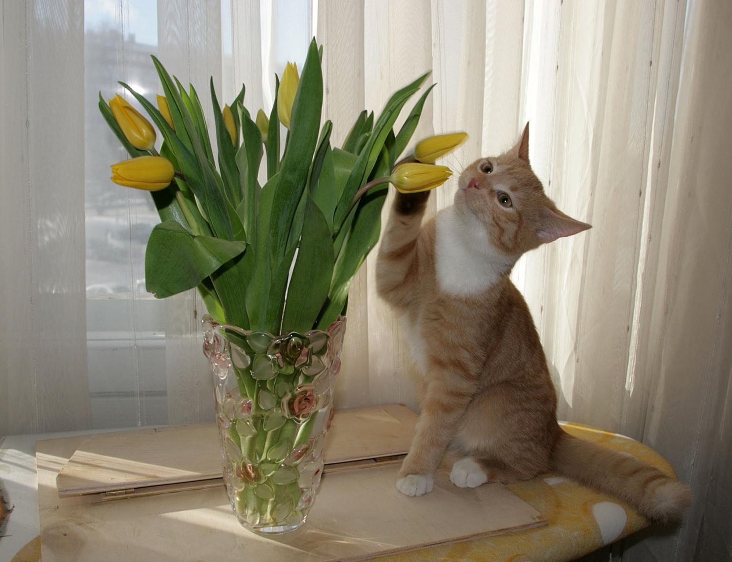 Март кошки картинки смешные. Кот с тюльпанами. Котенок с тюльпанами.