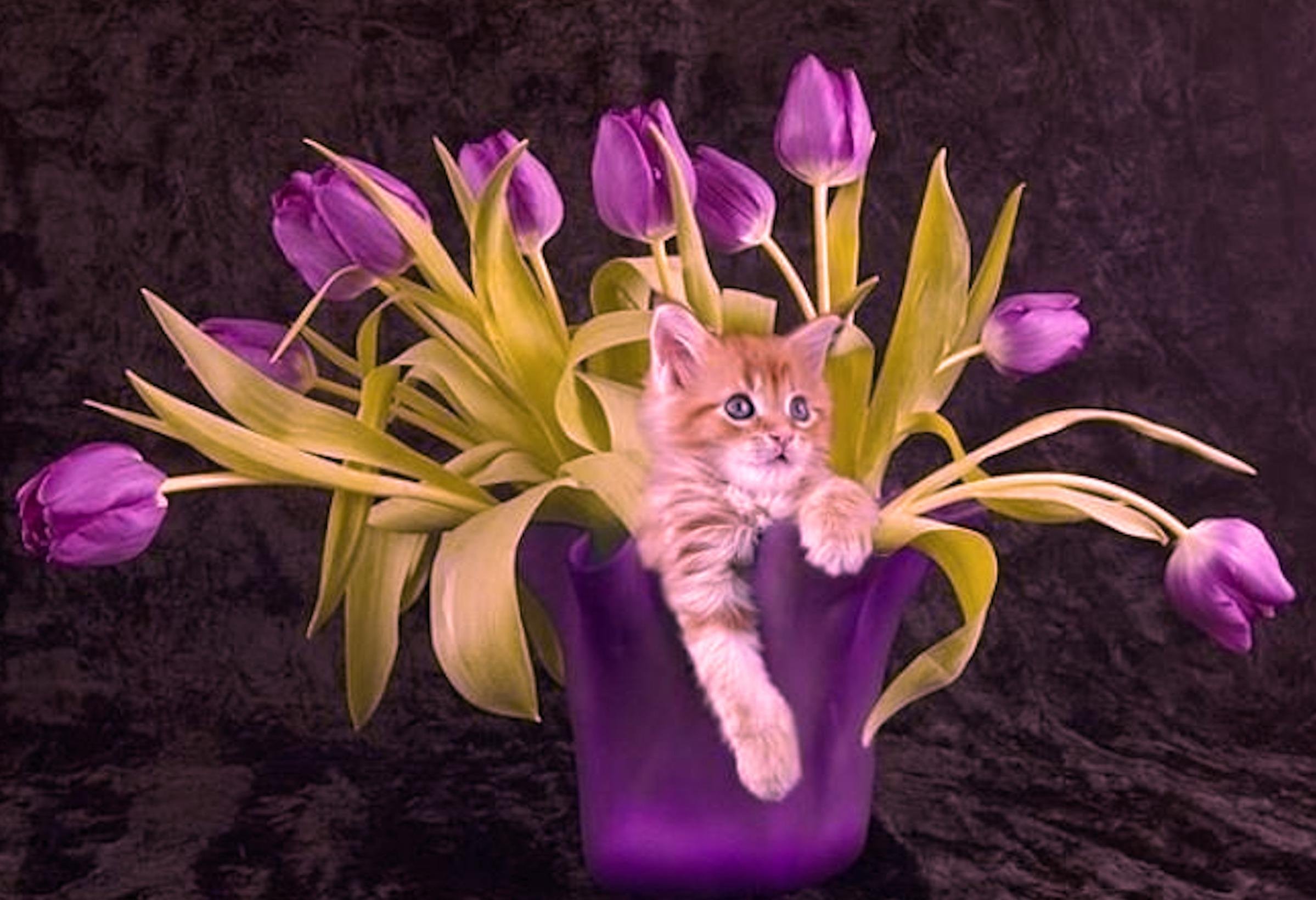 Котенок с цветами тюльпанами