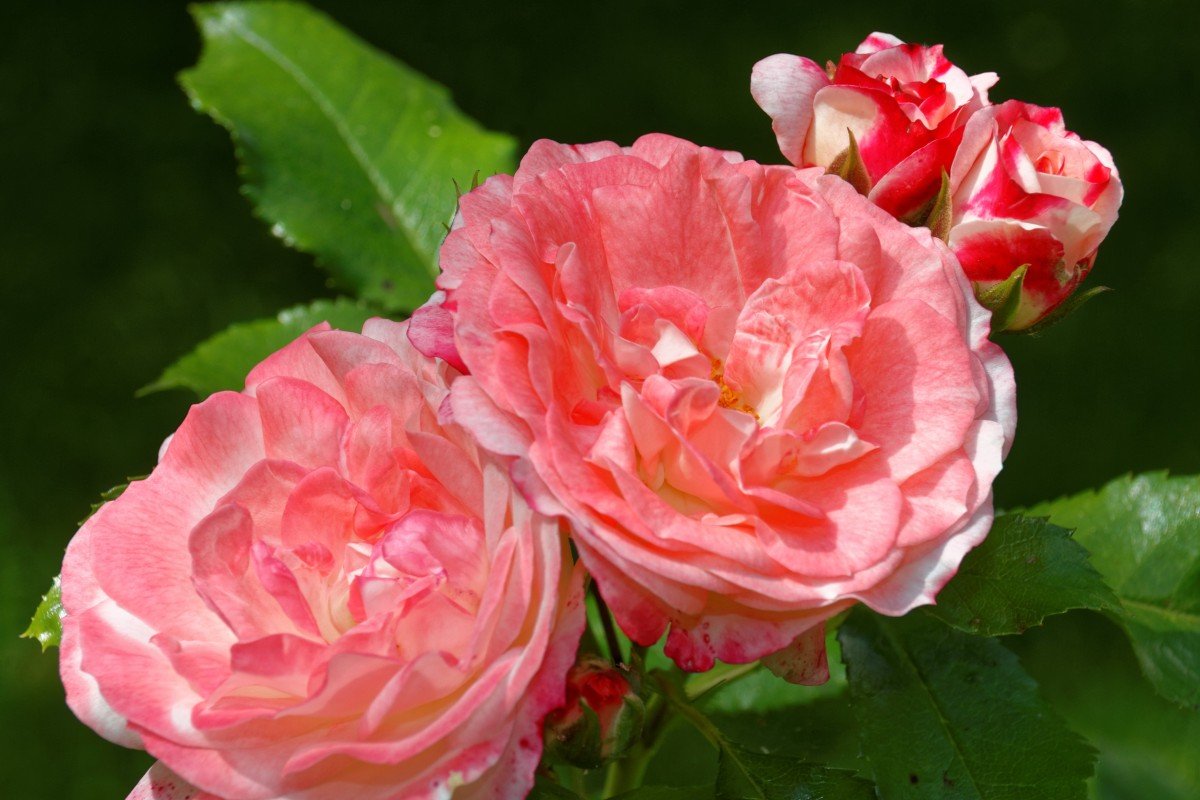 амстердам пинк флорибунда роза