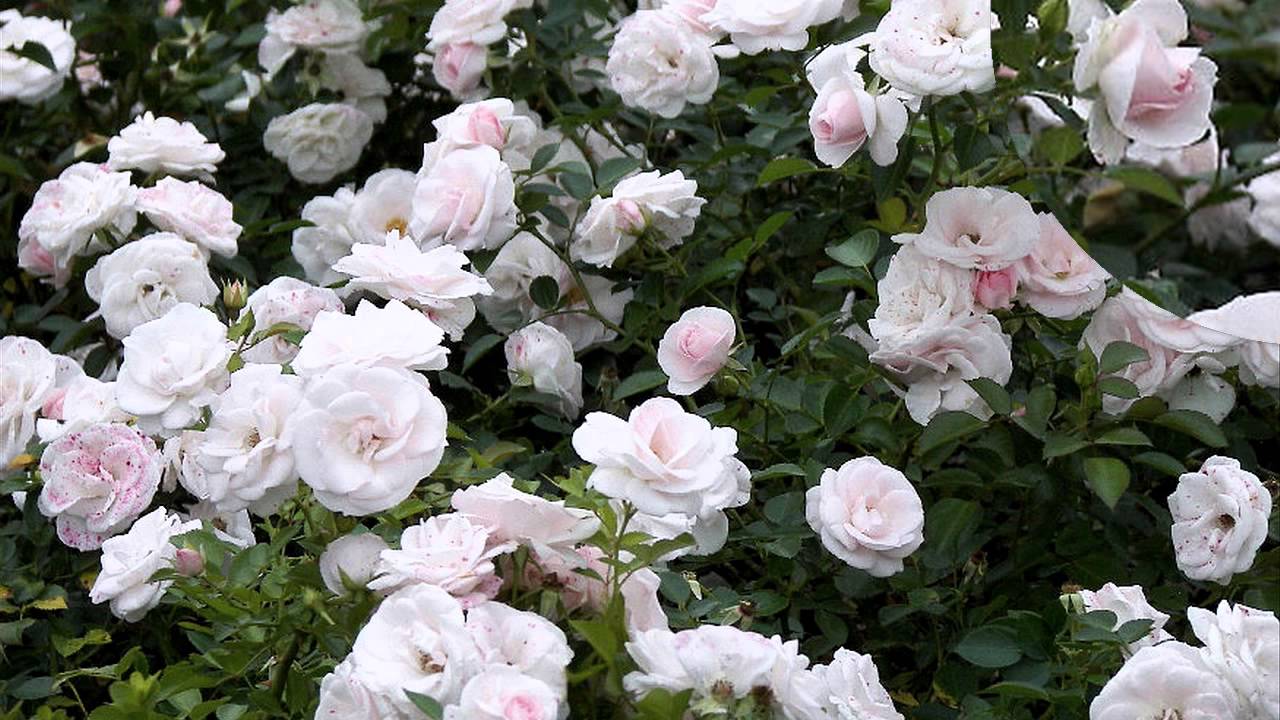 Роза Aspirin-Rose (аспирин-Розе)