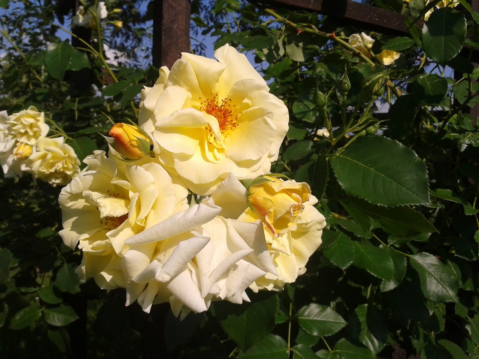Роза плетистая Голден климбер