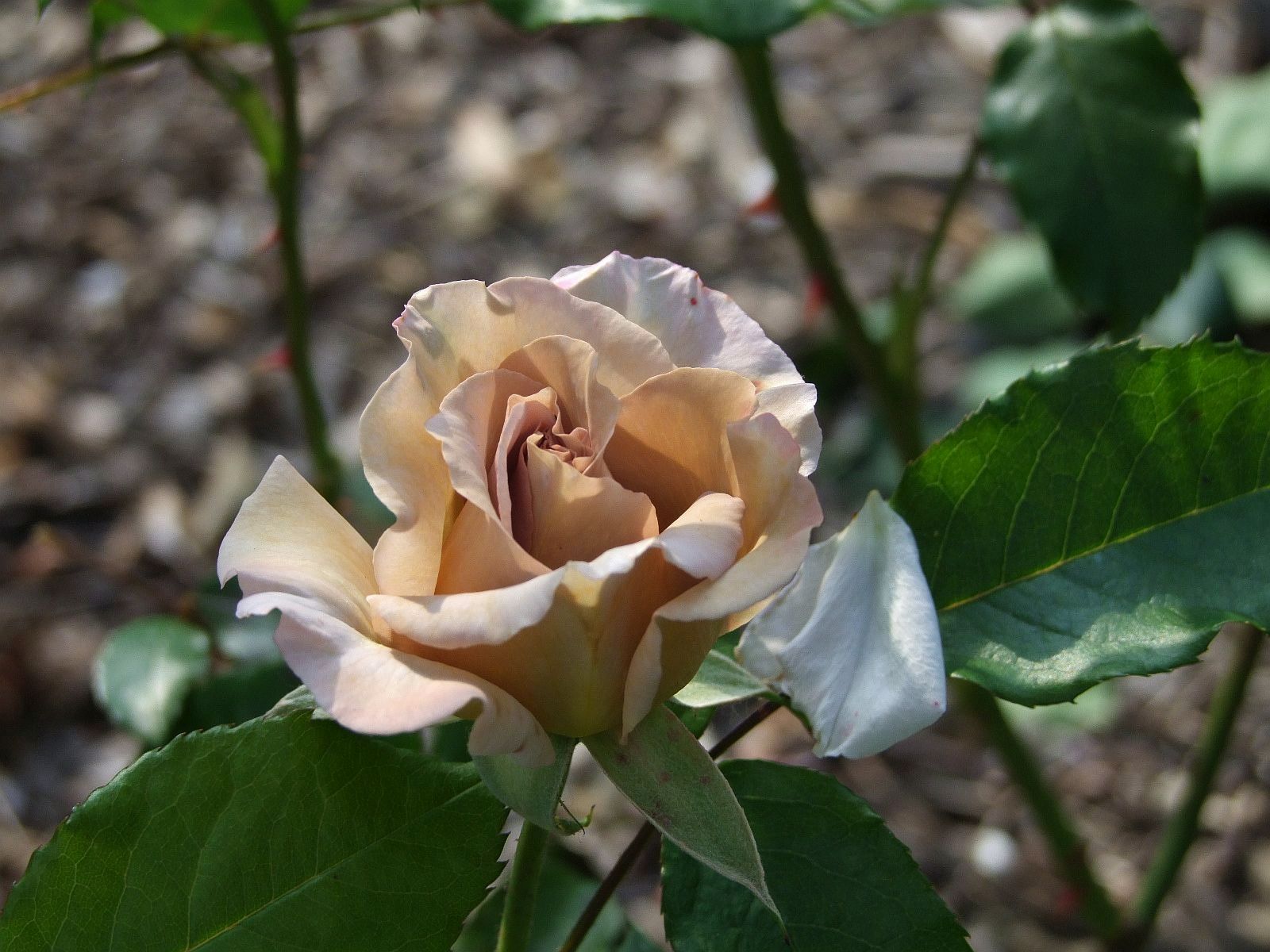 Роза Нью джерси питомник роз
