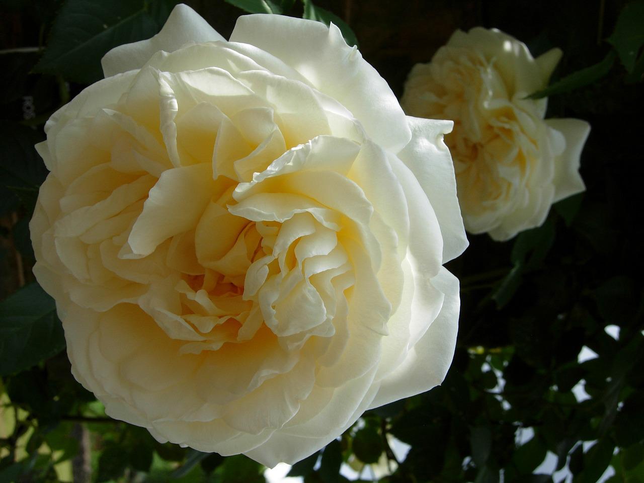 Белая роза похожая на астру