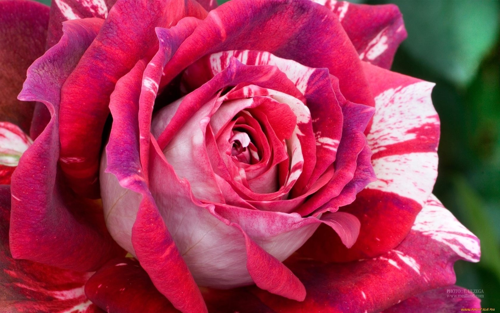 Сорт розы 3д фото