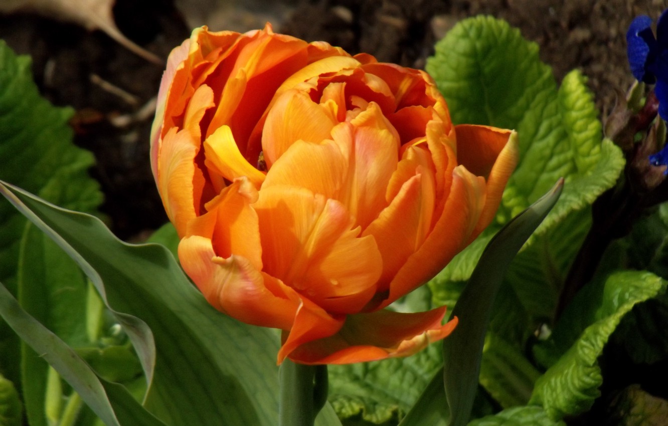 Тюльпан дабл флэгг фото и описание