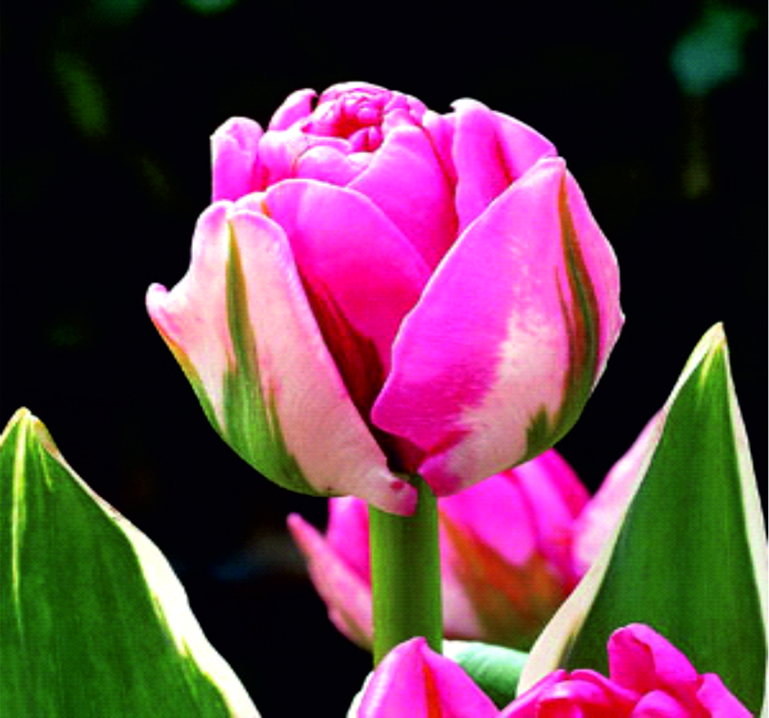 Тюльпан дабл флэгг фото и описание
