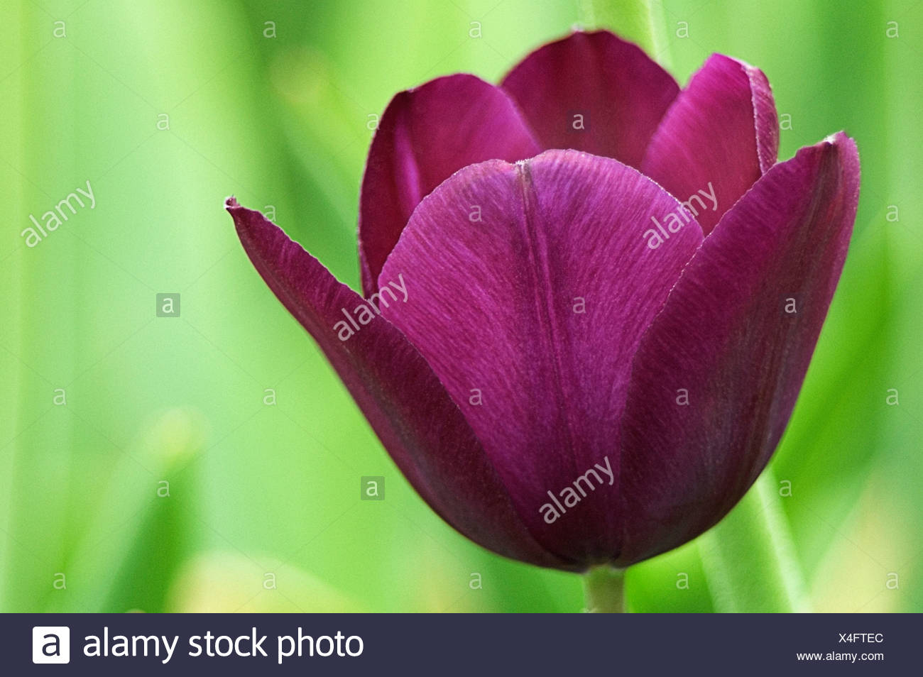 Purple Dance New тюльпан