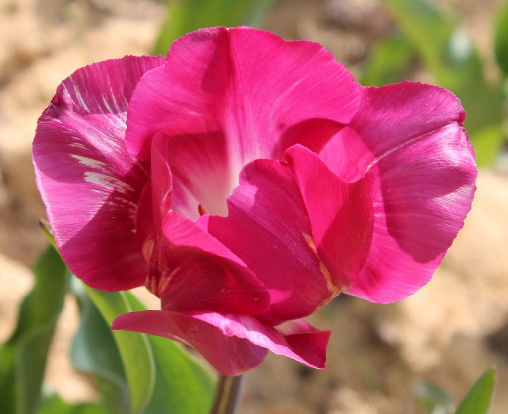 Тюльпан малиновая роза фото и описание