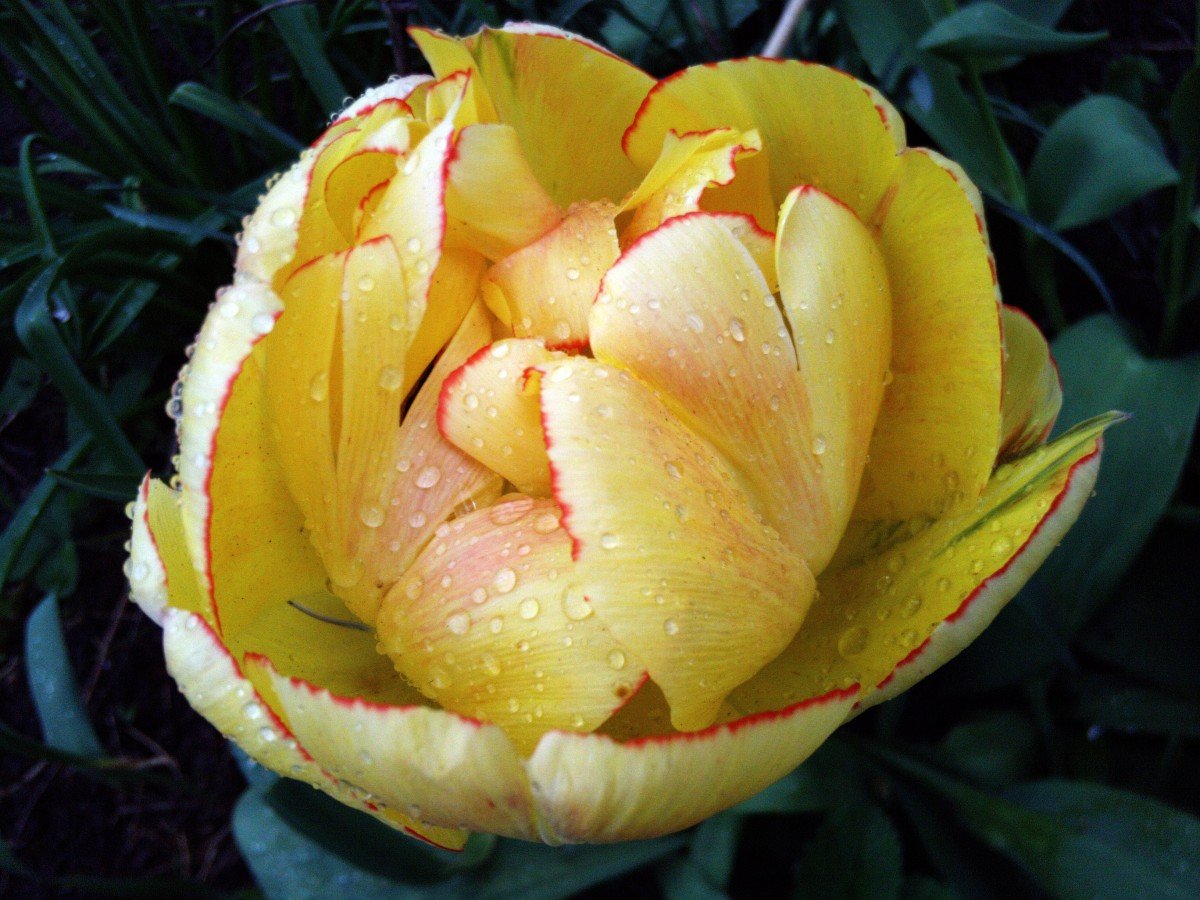 Тюльпан акебоно фото и описание