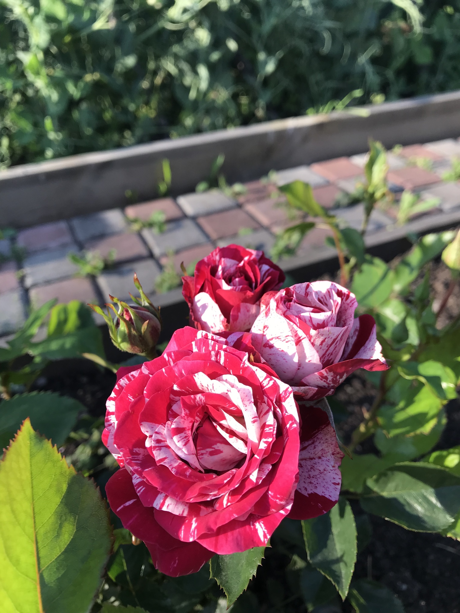 Роза die sehenswerte