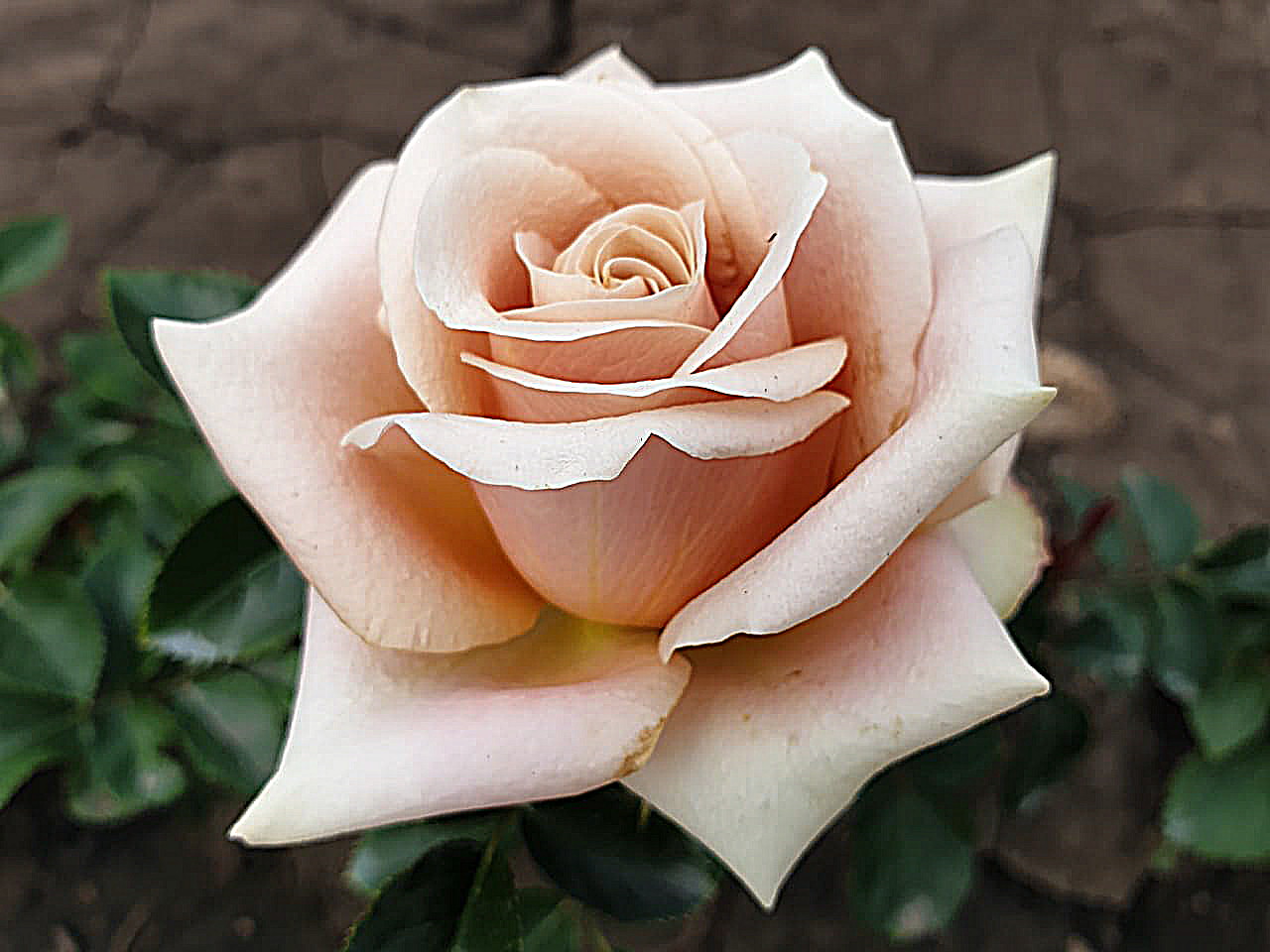 Роза премиум Рандеву