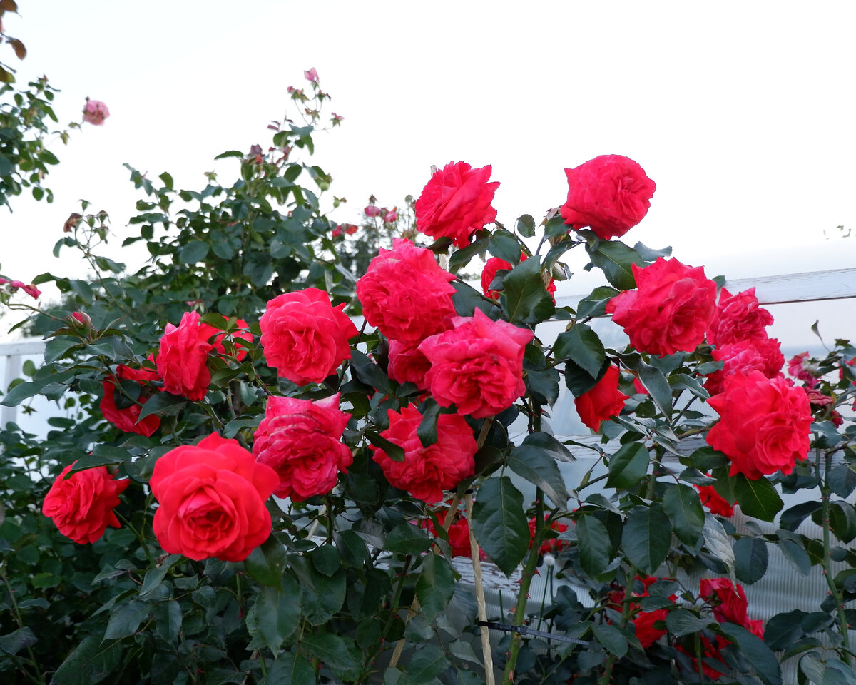 Роза плетистая красная Сантана