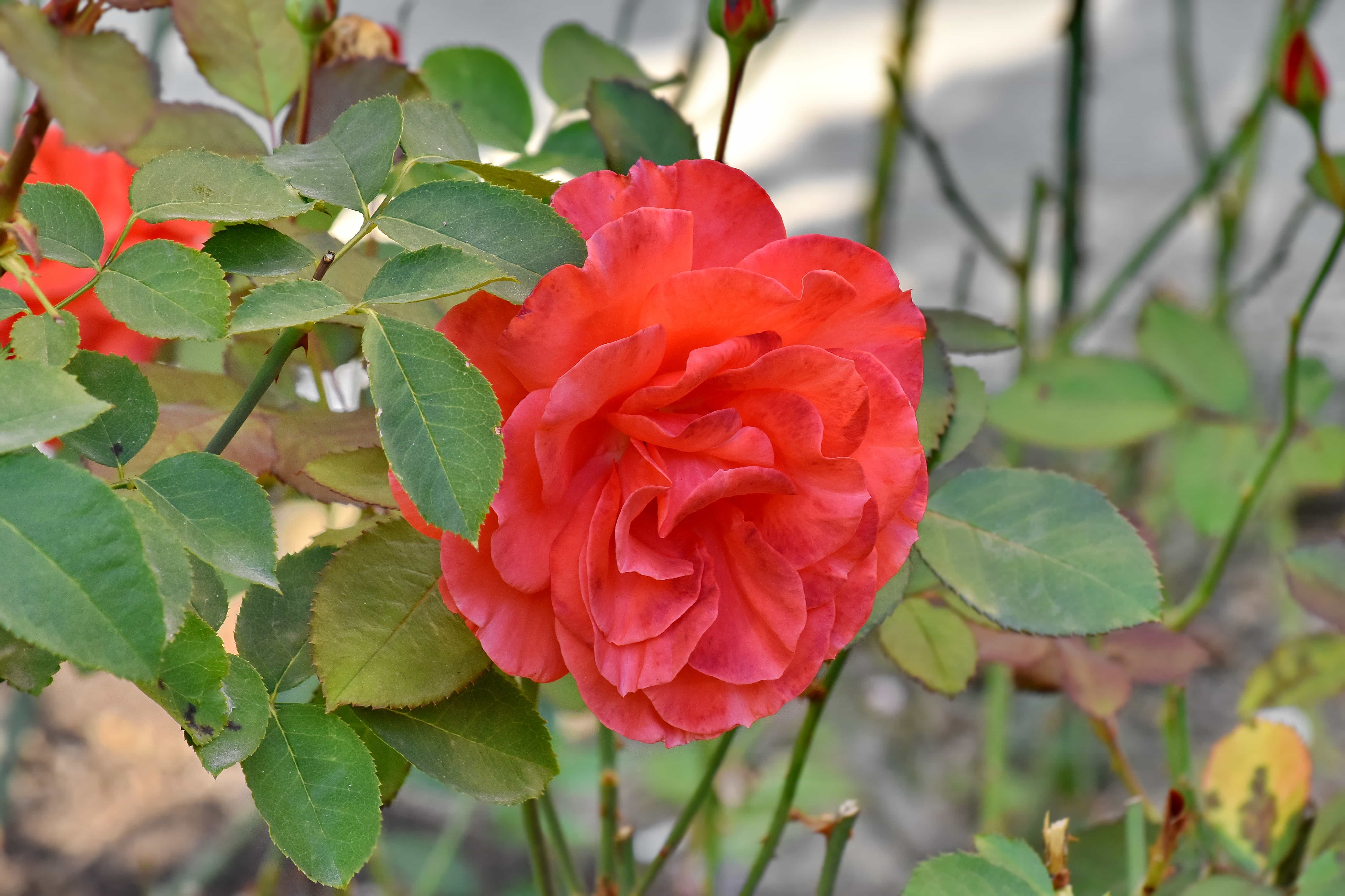 Роза плетистая красный Маяк