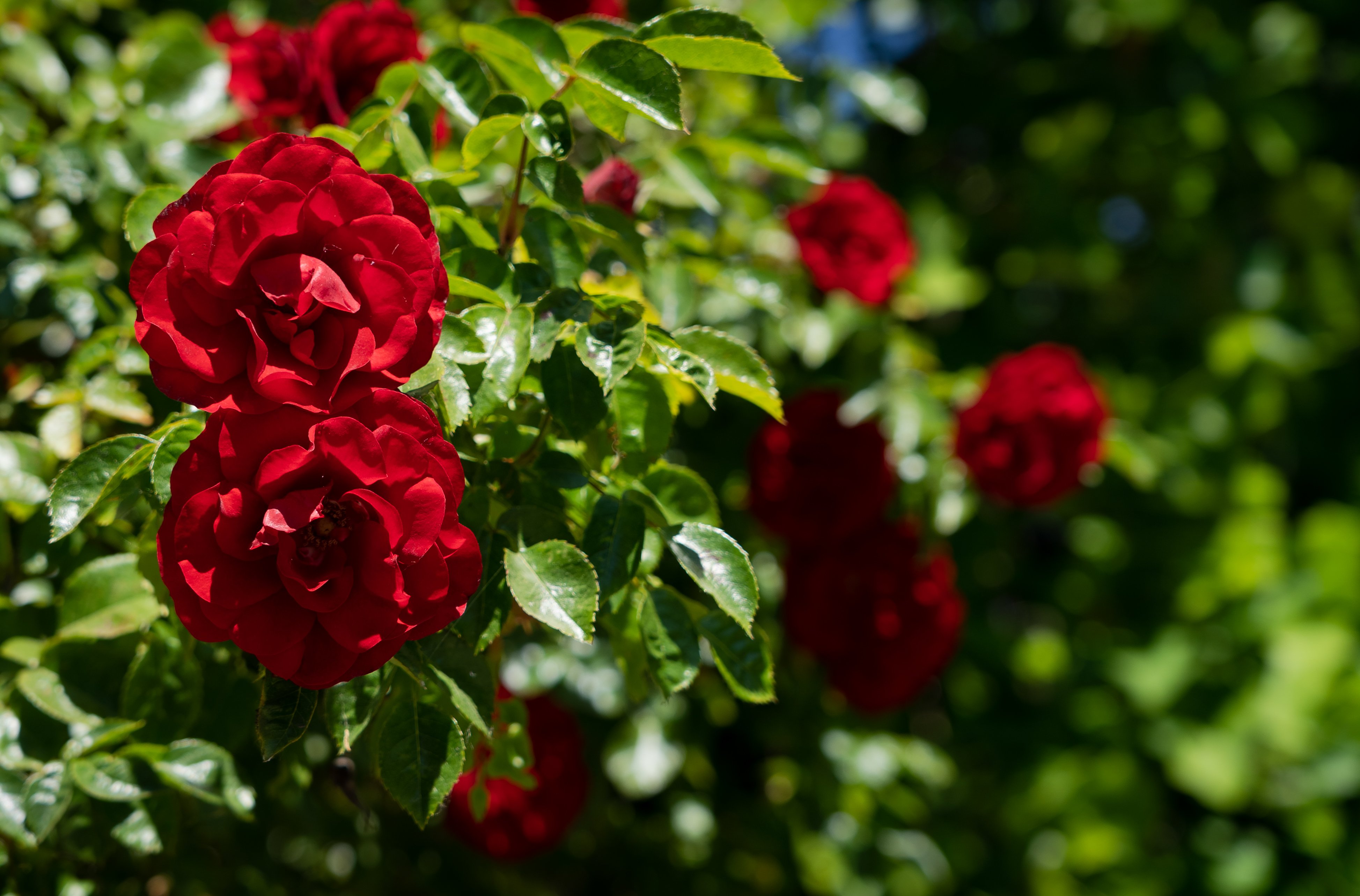 Роза плетистая двухцветная фото и описание