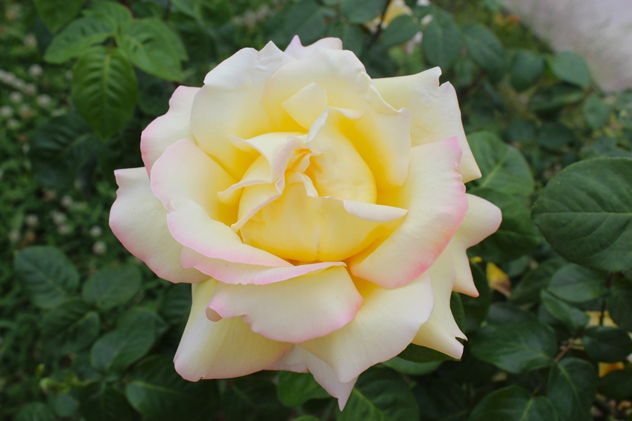 Роза чайно гибридная версилия фото и описание