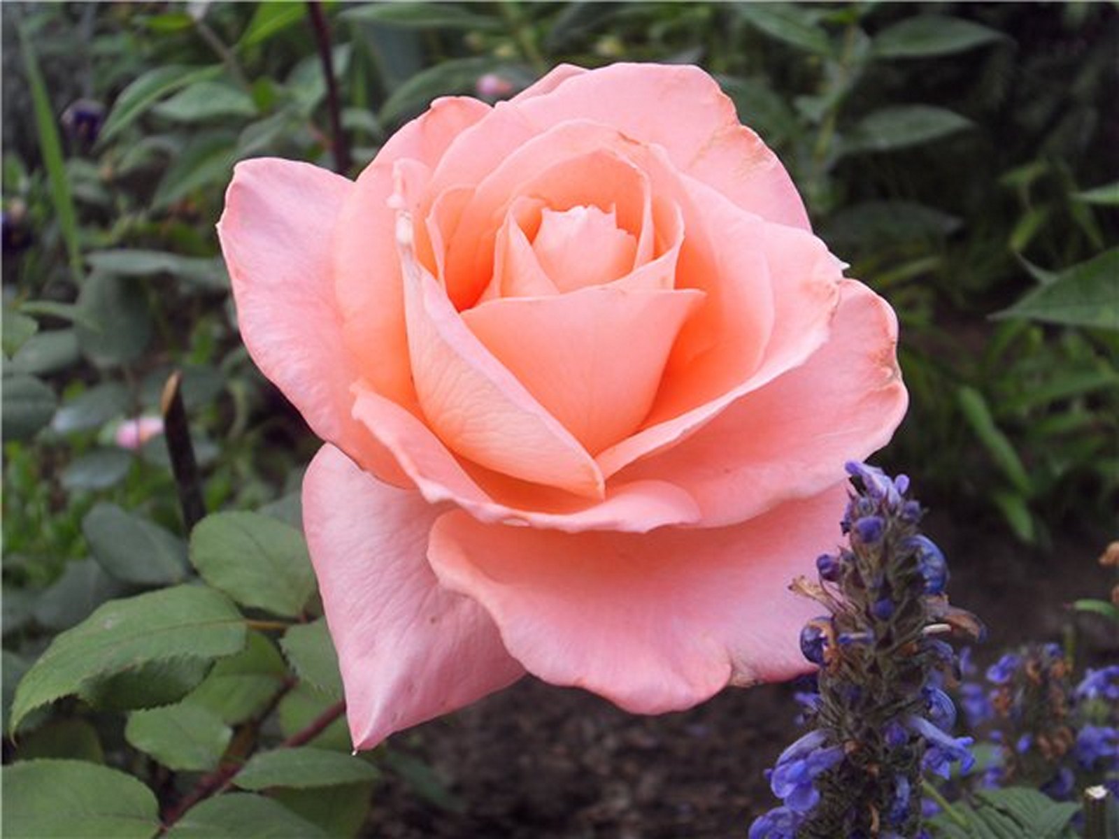 Роза ПРЭСТИЖ де льён Rosa Prestige de Lyon