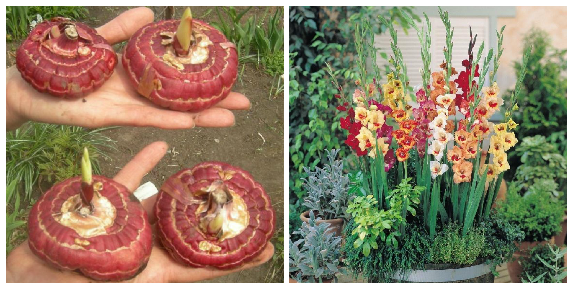Как вырастить луковицы гладиолусов