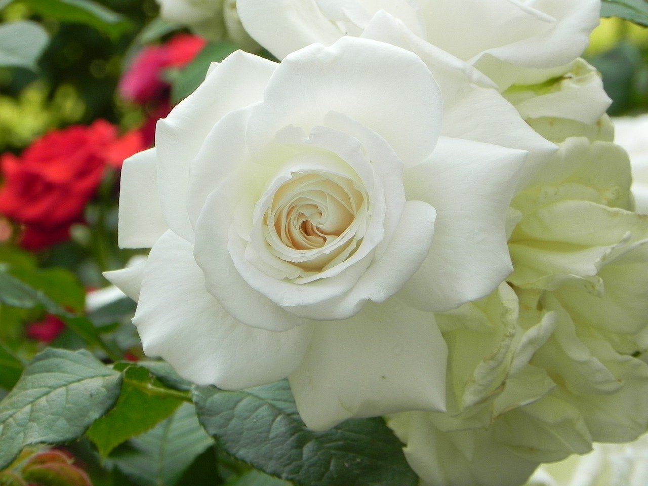 Роза Невеста