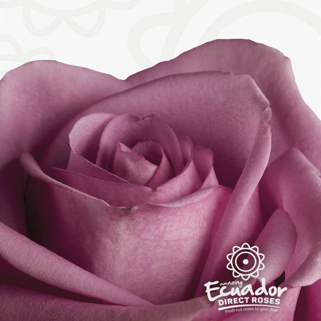 роза квинберри эквадор