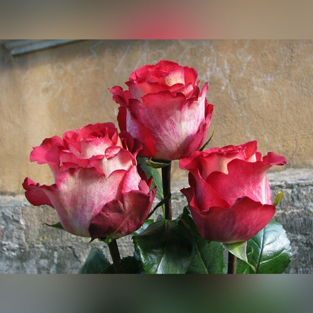 iguana роза эквадор