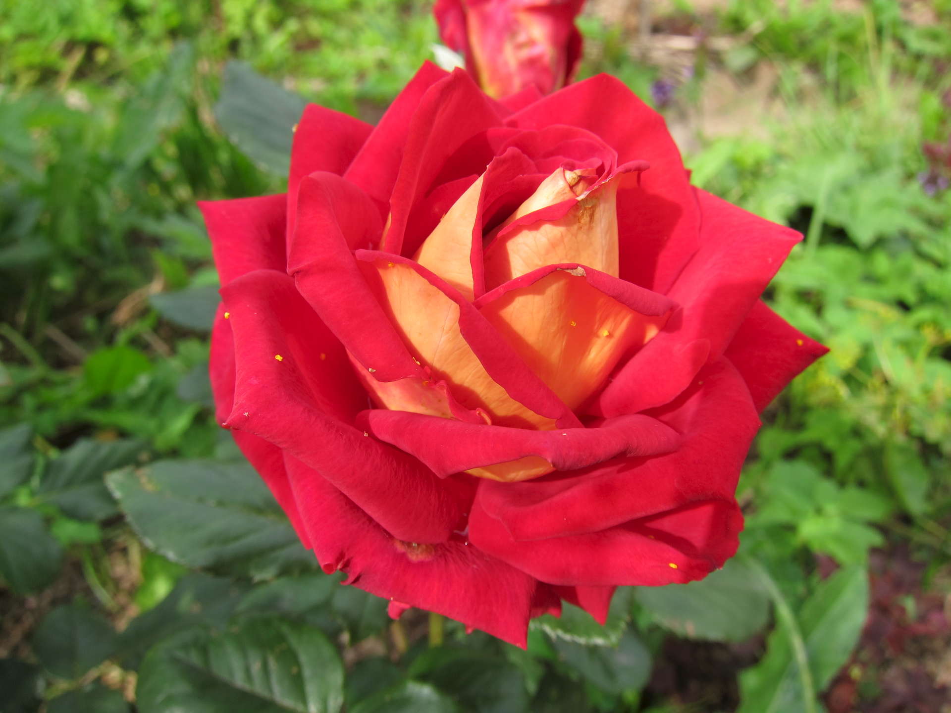 Роза Кроненбург чайно-гибридная роза