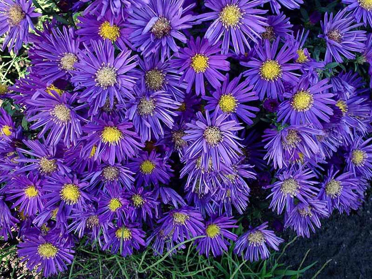 Многолетний цветок с сиреневыми цветами фото с названиями