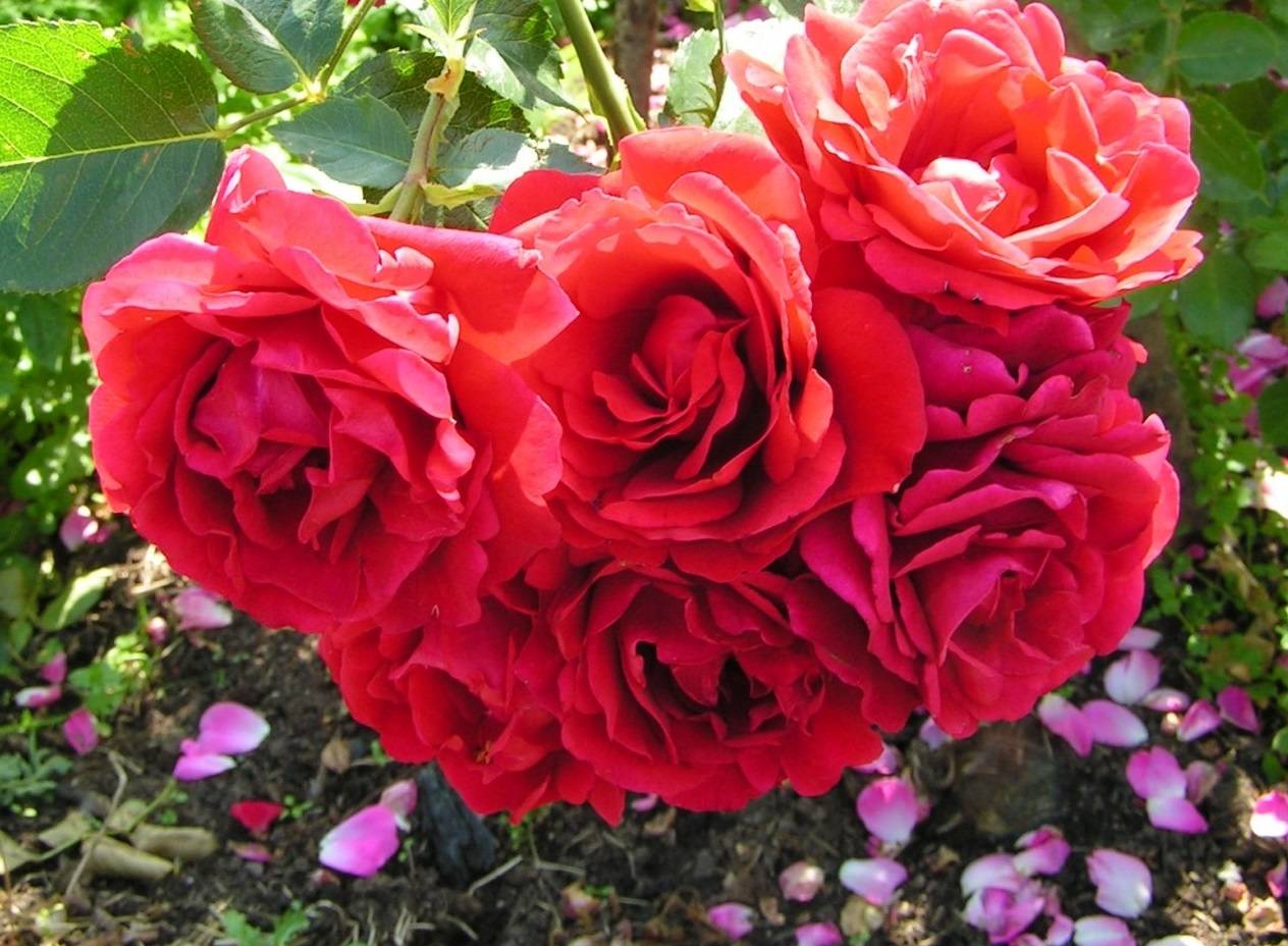 Канадские розы фото с названиями