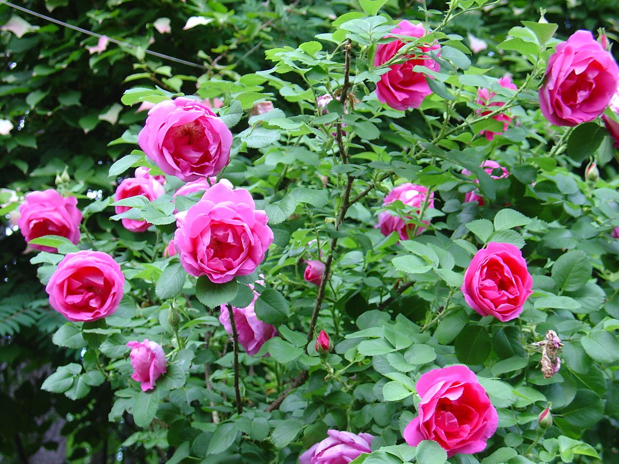 Сорта роз для ленинградской области фото и названия