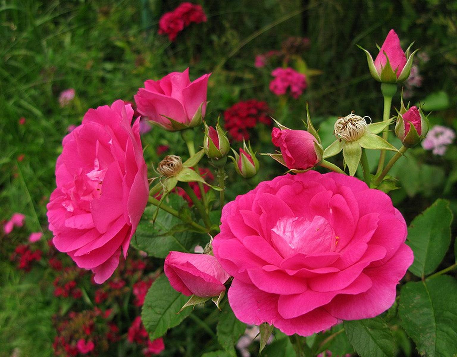 Сорта парковых роз с фото