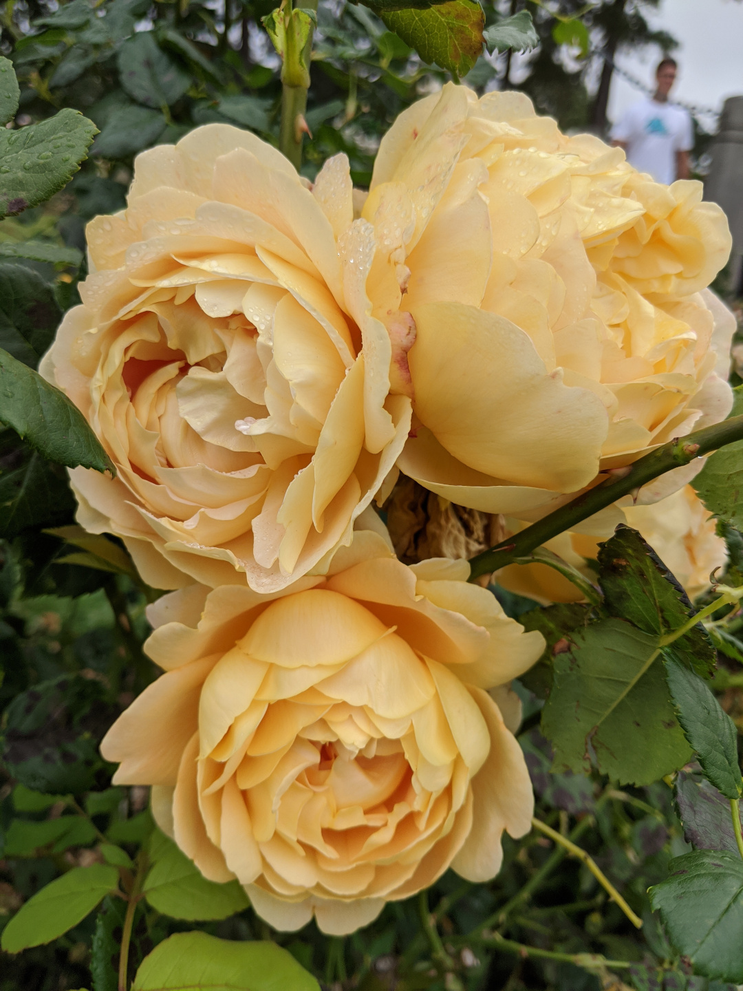 Роза Паллада столепестковая