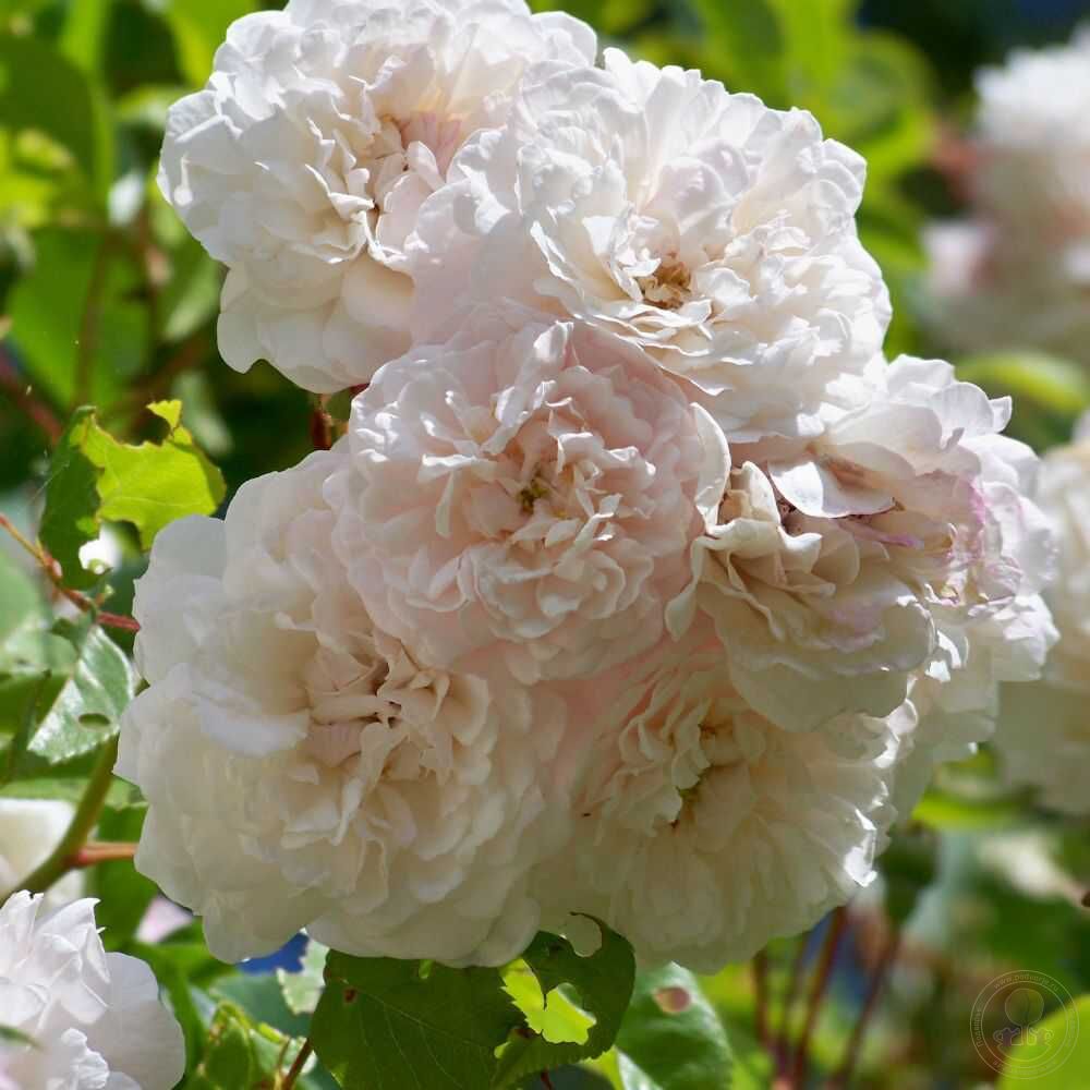 Роза плетистая «felicite perpetue»