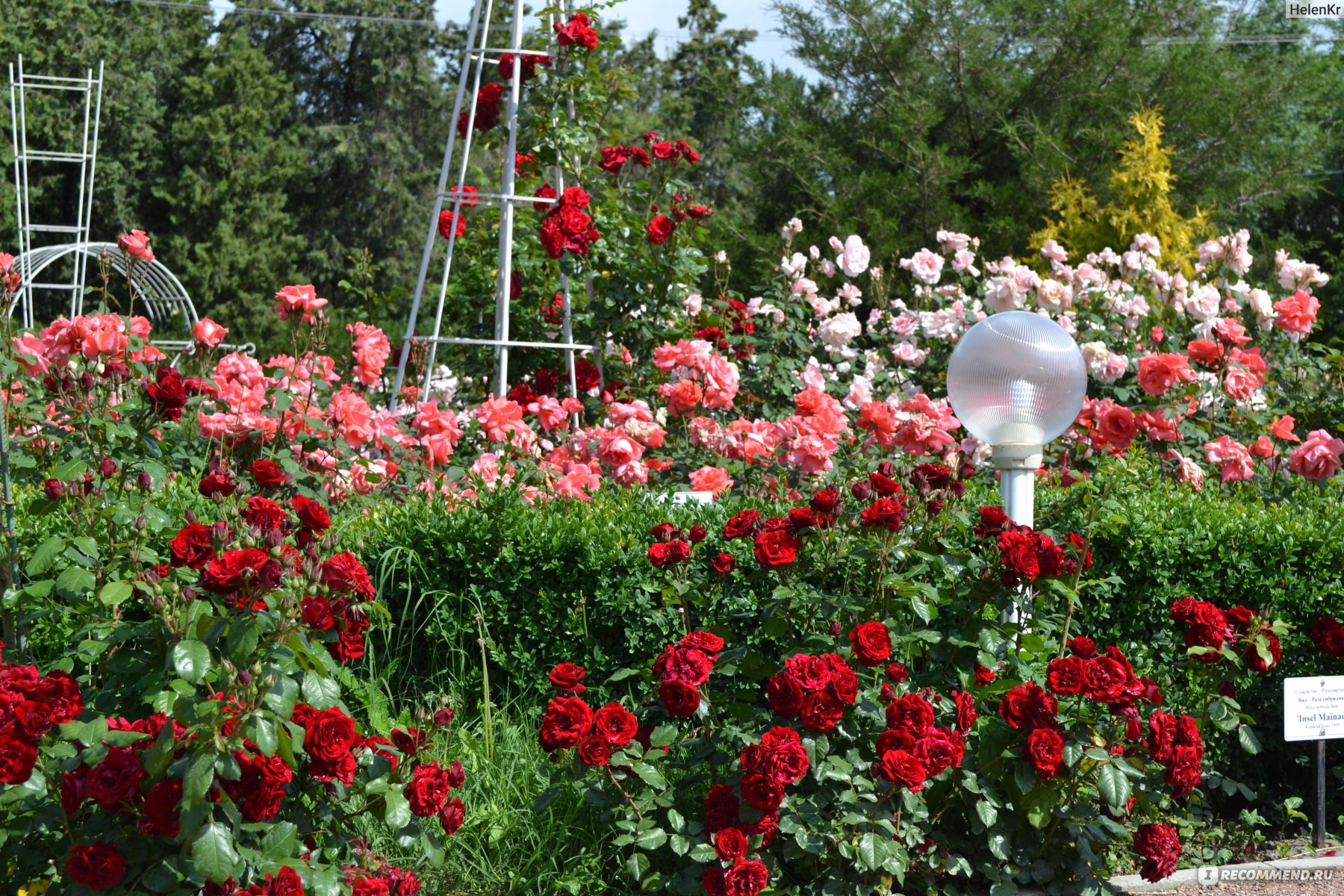 Сколько раз цветут розы. Ботанический сад плетистые розы. Розарий ботанического сада Багрова.