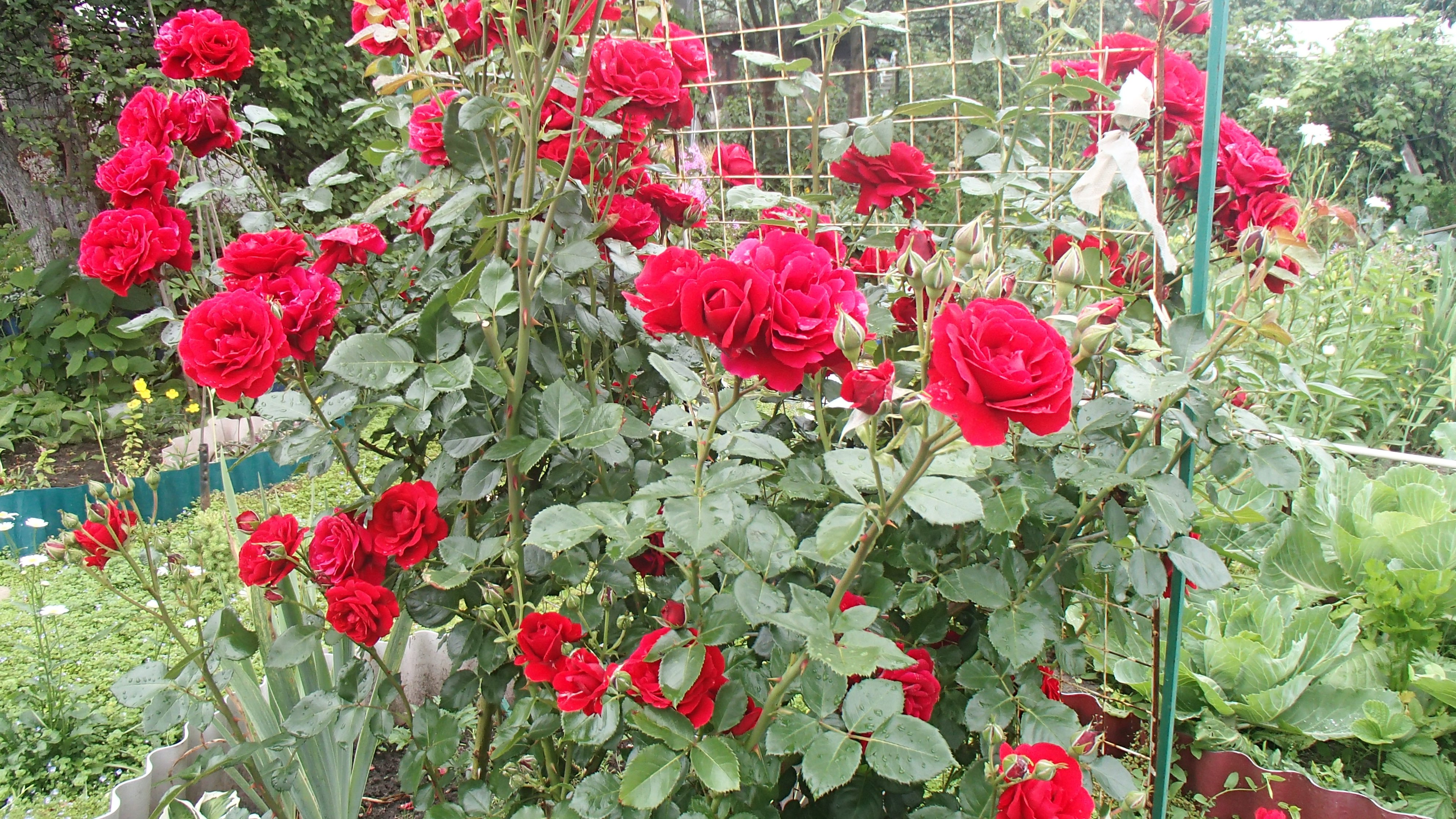 Роза красная вьюшка фото и описание