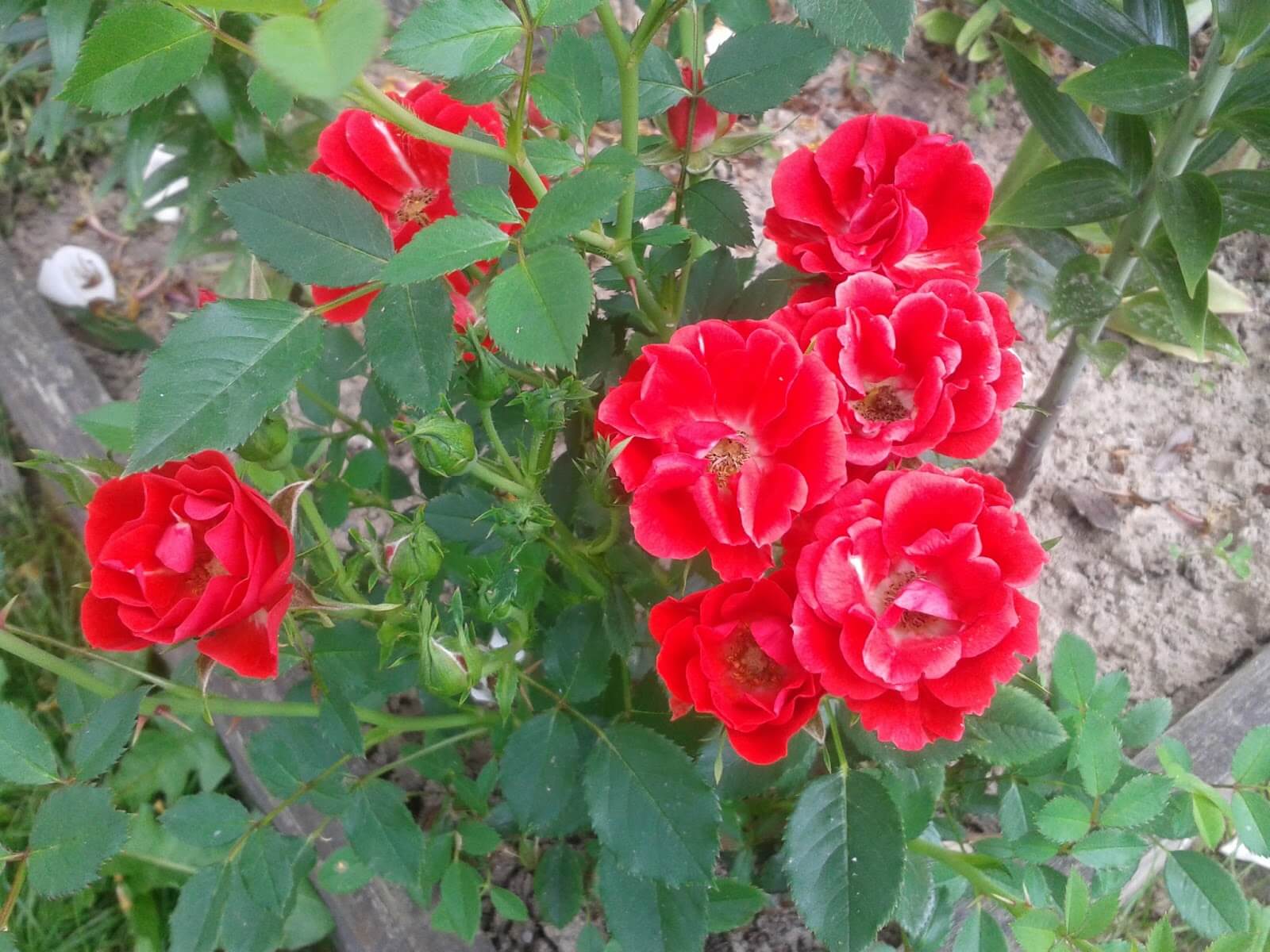 Роза миниатюрная Альберих