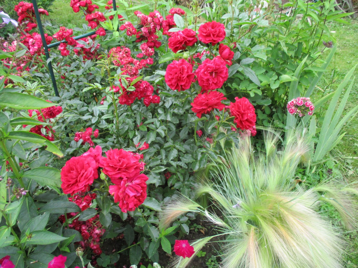 Роза Альберих в саду
