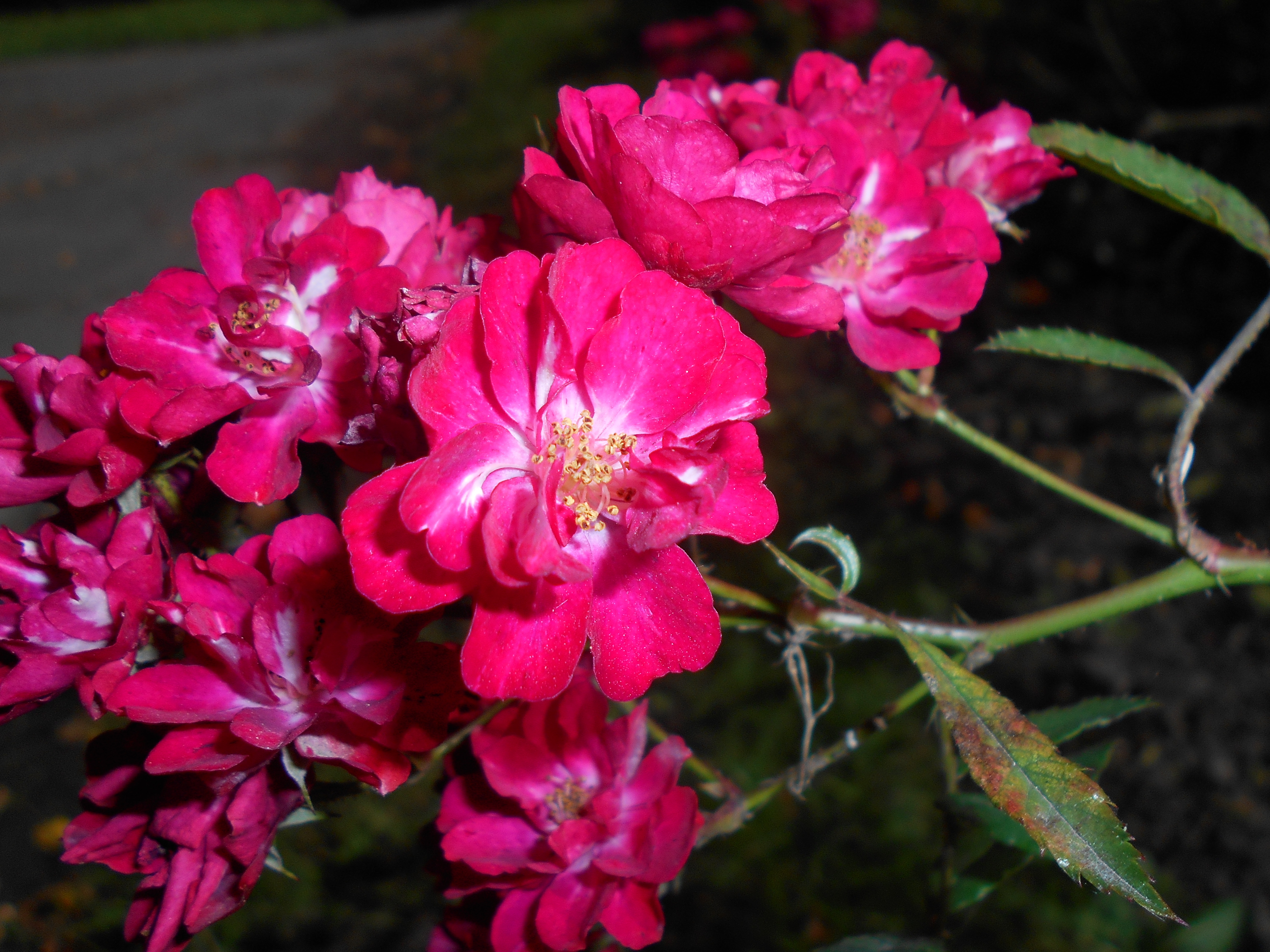 Роза полиантовая Альберих красная